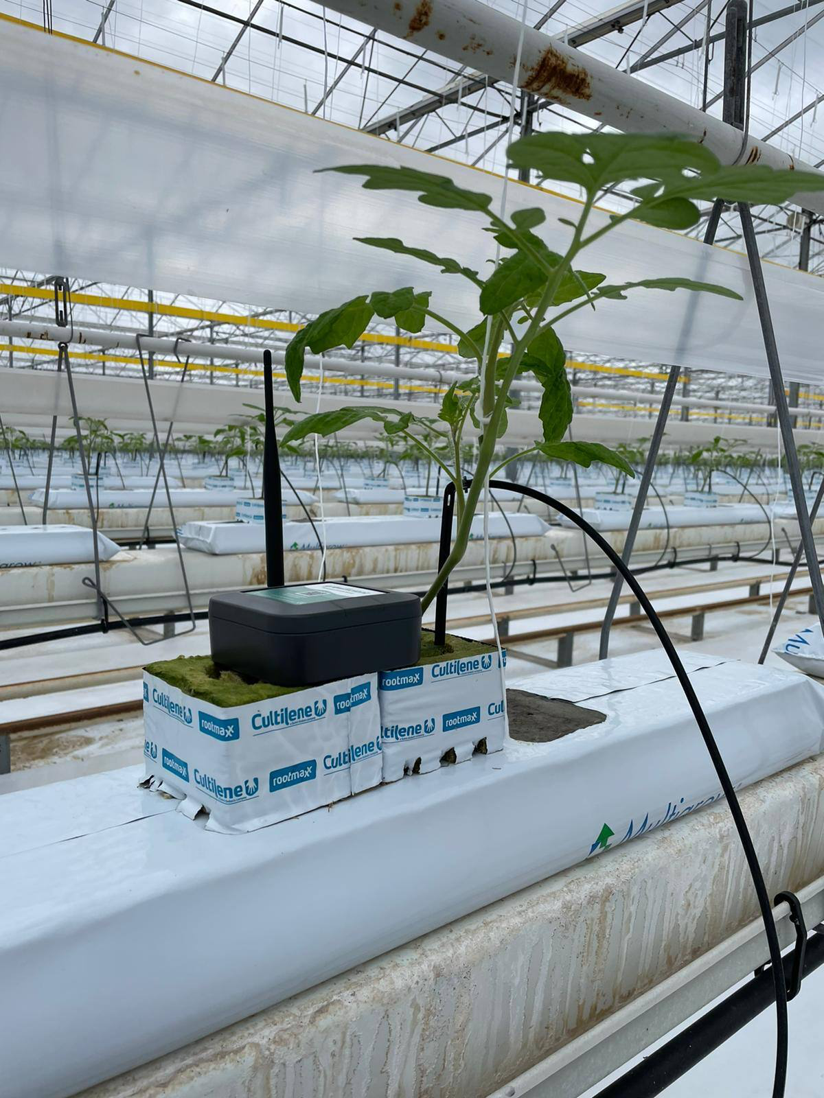How should I place my sensors at the beginning of my cultivation?